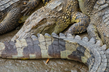 Portrait of many crocodiles at the farm in Vietnam, Asia.