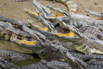 Naklejka premium Portrait of many crocodiles at the farm in Vietnam, Asia.
