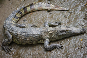 Portrait of many crocodiles at the farm in Vietnam, Asia.
