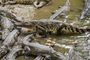 Portrait of many crocodiles at the farm in Vietnam, Asia.