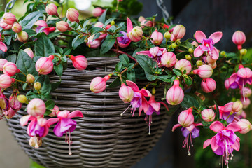 Beautiful fuchsia flowers hanging from the pot,in the garden