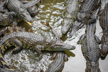 Naklejka premium Portret wielu krokodyli na farmie w Wietnamie, Azji.