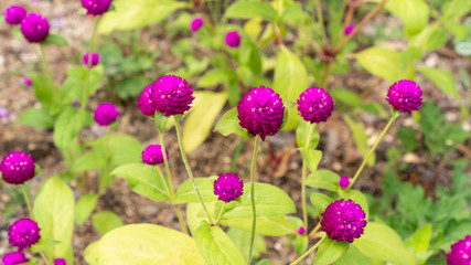 여름에 피는 야생화 천일홍