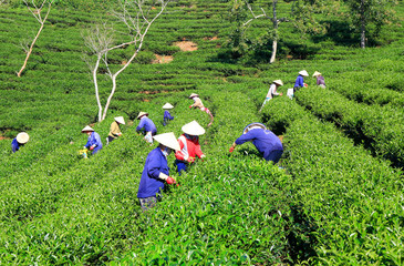 Dalat, Vietnam, November 20, 2018: A group of farmers picking tea on a summer afternoon in Cau Dat tea plantation, Da lat, Vietnam