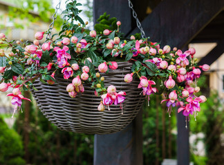Beautiful fuchsia flowers hanging from the pot,in the garden - obrazy, fototapety, plakaty