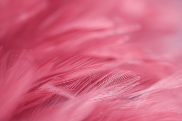 Blur Bird chickens feather texture for background, Fantasy, Abstract, soft color of art design.