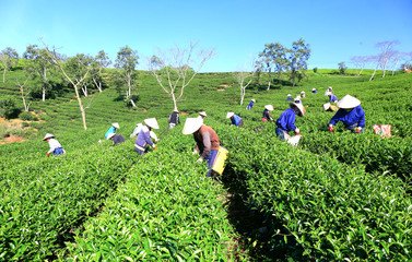 Dalat, Vietnam, November 20, 2018: A group of farmers picking tea on a summer afternoon in Cau Dat tea plantation, Da lat, Vietnam