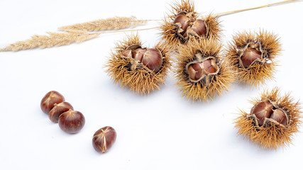 가을을 알리는 밤송이와 알밤 