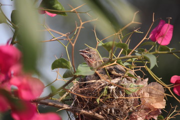 bird on branch