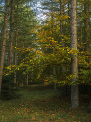 Obraz premium Fichten Wald im Herbst