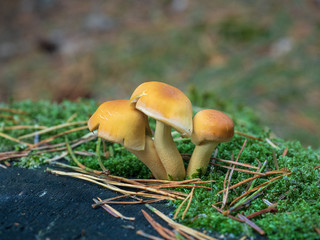 drei kleine Pilze auf Baumstumpf