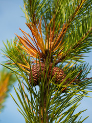 Fichten Zapfen im Herbst