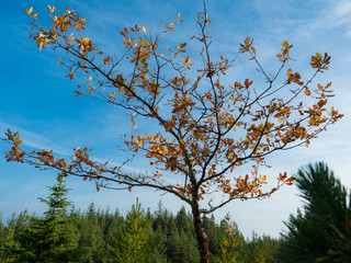 Baum im Herbst mit leuchtenden Blättern