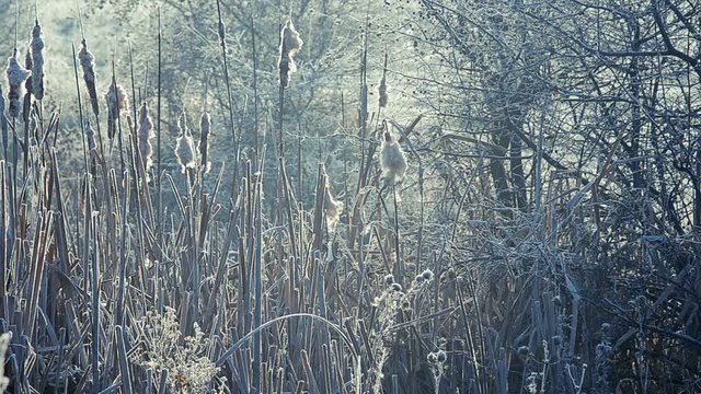Winter landscape, tit collects material for wintering