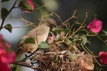 bird on branch