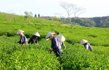 Dalat, Vietnam, November 20, 2018: A group of farmers picking tea on a summer afternoon in Cau Dat tea plantation, Da lat, Vietnam