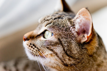 Portrait of a cute cat closeup at home