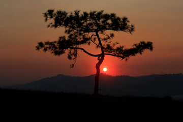 Alone tree sunset