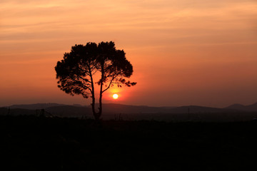 Fototapeta na wymiar Alone tree sunset