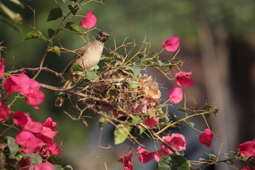 bird on branch