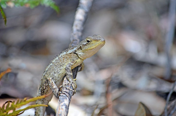 Australian native Jacky Dragon lizard, Amphibolurus muricatus, family Agamidae, on a branch in woodland in the Royal National Park, Sydney, Australia. Endemic to southeast coast of Australia.