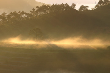 Fototapeta premium Fantastic foggy forest with pine tree in the sunlight. Sun beams through tree. Beauty world
