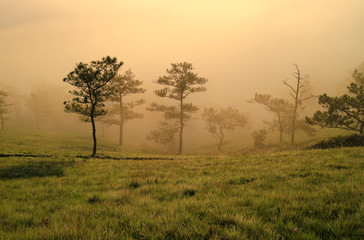 Naklejka na ściany i meble Fantastic foggy forest with pine tree in the sunlight. Sun beams through tree. Beauty world