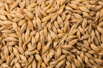 Food: Close up of Hulled Barley Shot in Studio