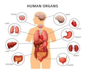 Human body internal organs. Stomach and lungs, kidneys and heart, brain and liver. Medical anatomy vector infographics. Body of human, liver and brain, heart and internal organs illustration