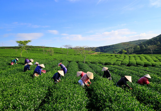 Dalat, Vietnam, November 20, 2018: A group of farmers picking tea on a summer afternoon in Cau Dat tea plantation, Da lat, Vietnam