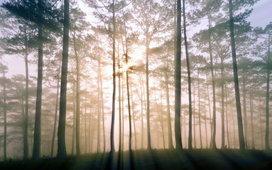 Fantastic foggy forest with pine tree in the sunlight. Sun beams through tree. Beauty world