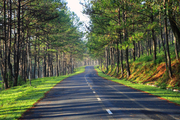 Beautiful road through pine forest