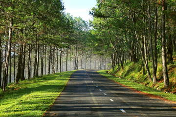 Beautiful road through pine forest