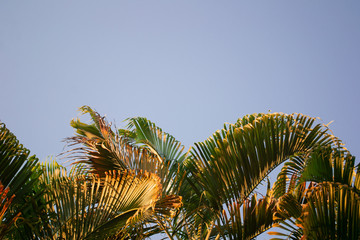 palm tree with clear purple sky 