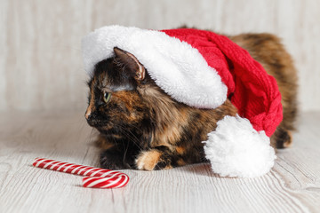 A cute cat in a Christmas hat is lying near with a Lollipop and looks up. Christmas elf