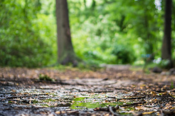 Green forest in spring with wet mud path