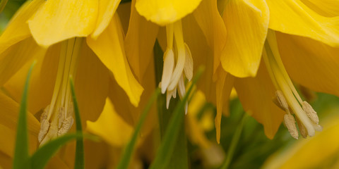 beautiful bright flowers hazel grouse imperial on a beautiful spring lawn