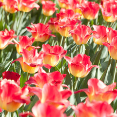 beautiful bright red-yellow tulips in the sun in a summer park or garden