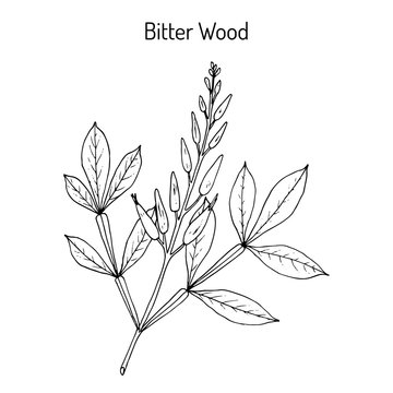 Bitter-wood Quassia amara , medicinal plant