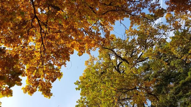 Leafs falling from trees during autumn