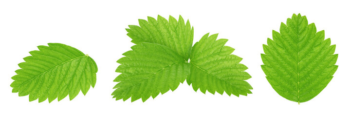 Set of strawberry leaves isolated on a white.