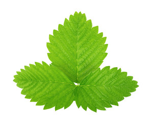 Strawberry leaf isolated on a white background.