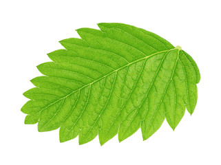 Strawberry leaf isolated on a white background.