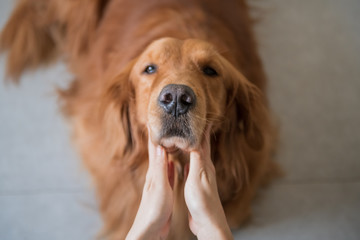 Touch the face of the Golden hound with both hands.