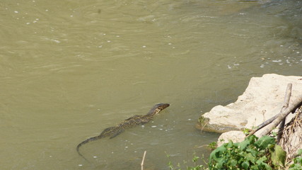 A single monitor lizard swimming across the edge of a river
