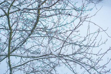 Inspiration at winter, snowy forest countryside   