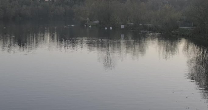 Schw&auml;ne auf Stausee Spiegelung B&auml;ume 2 4k DCI 50p flat