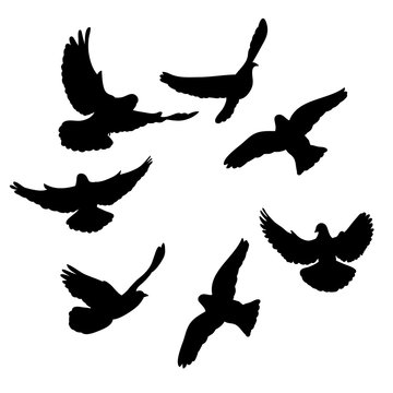  isolated, flock of birds flying, black silhouette