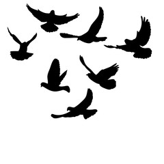 isolated flying flock of pigeons silhouette black