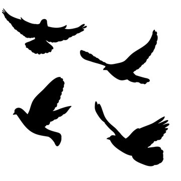 isolated, dove silhouette, flying flock of birds